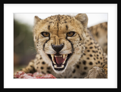 Snarling Cheetah by Anonymous