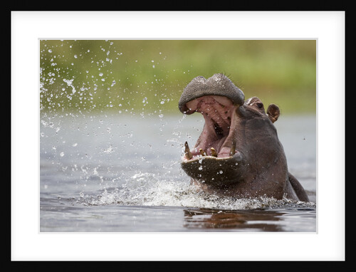 Hippopotamus in the Kwando River by Anonymous