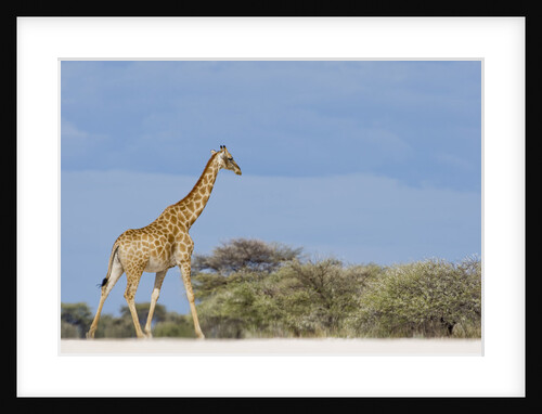 Giraffe in Etosha National Park by Anonymous