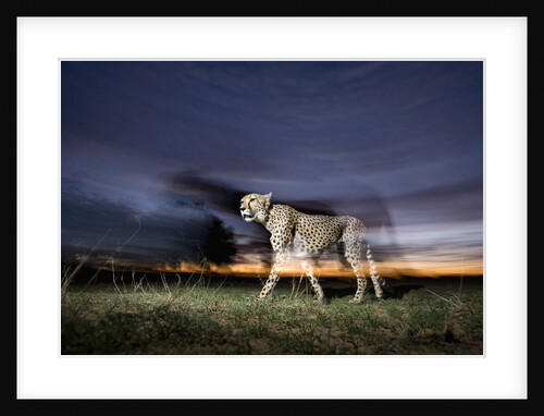 Cheetah at Dusk by Anonymous