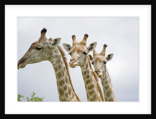 Giraffe in Savuti Marsh by Anonymous