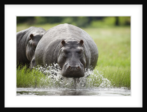 Hippopotamus in Chobe National Park by Anonymous