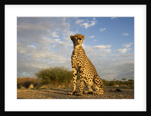 Cheetah at Sunset by Anonymous
