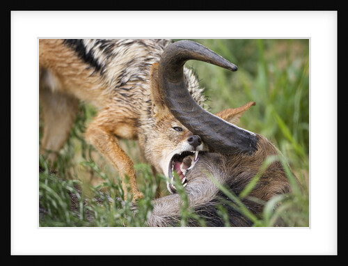 Blackbacked Jackal Feeding in Kgalagadi Transfrontier Park by Anonymous