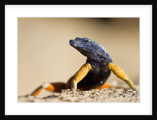 Augrabies Flat Lizard by Anonymous