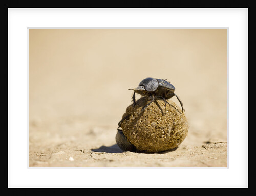 Dung Beetles in Kgalagadi Transfrontier Park by Anonymous