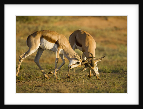 Springbok Fighting in Kgalagadi Transfrontier Park by Anonymous