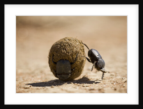 Dung Beetles in Kgalagadi Transfrontier Park by Anonymous