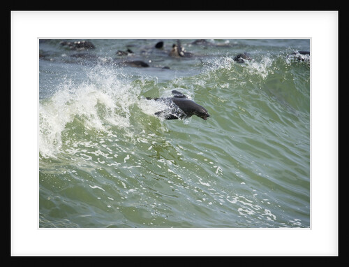 Southern Fur Seals by Anonymous