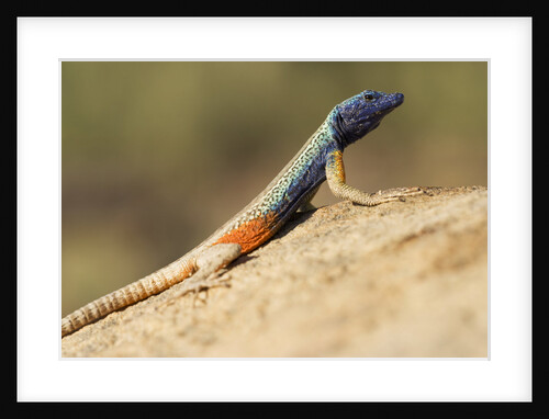 Augrabies Flat Lizard by Anonymous