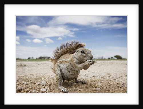 Cape Ground Squirrel in Etosha National Park by Anonymous