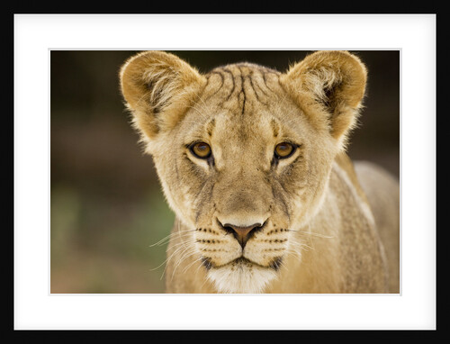 Lion in Kgalagadi Transfrontier Park by Anonymous