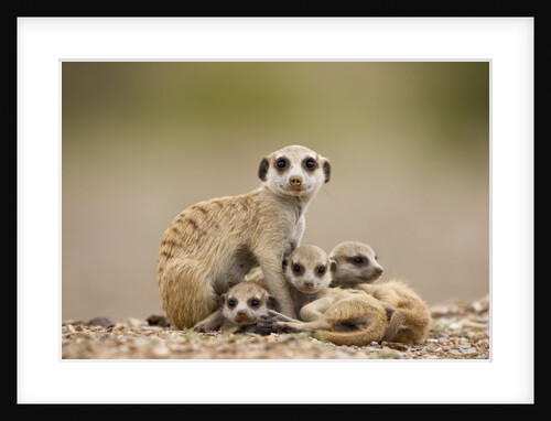 Meerkat with Pups by Anonymous