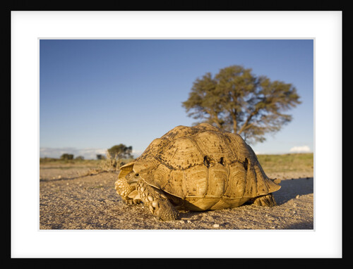 Leopard Tortoise in Kgalagadi Transfrontier Park by Anonymous