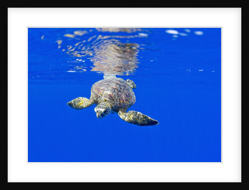 Underwater View of Green Sea Turtle by Anonymous