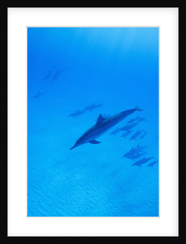 Spinner Dolphins Underwater by Anonymous