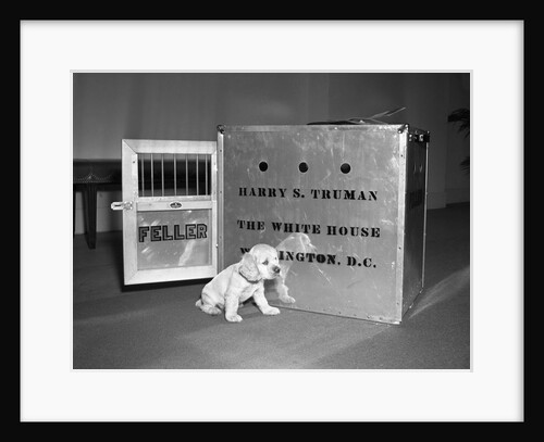 Truman's New Pup "Feller" Poses at White House by Anonymous