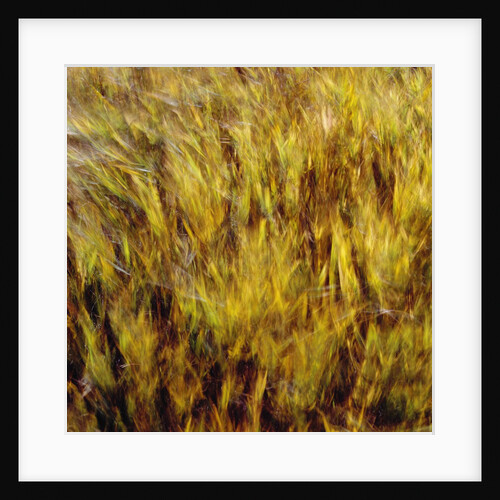 Abstract dry crops by Anonymous