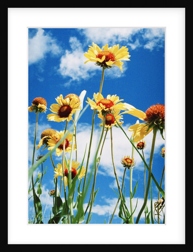 Wildflowers by Anonymous