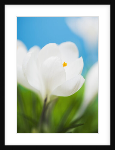 White crocus by Anonymous
