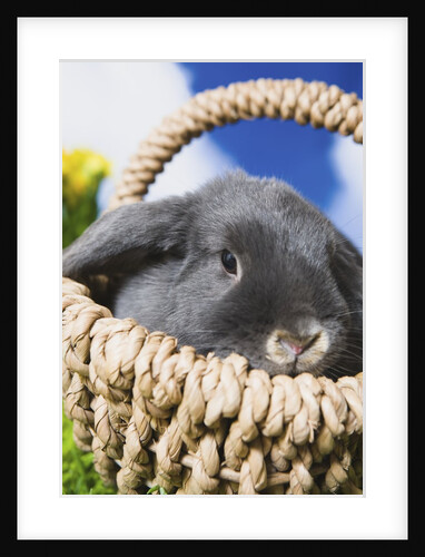 Lop-eared Easter bunny by Anonymous