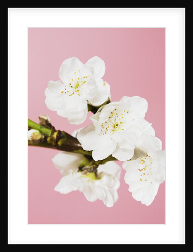 White cherry blossoms by Anonymous