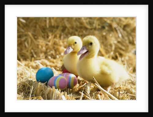 Pair of ducklings with Easter eggs by Anonymous