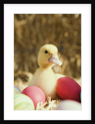 Duckling with Easter eggs by Anonymous