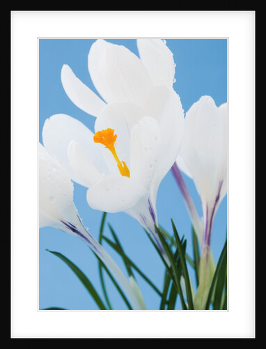 White crocuses by Anonymous