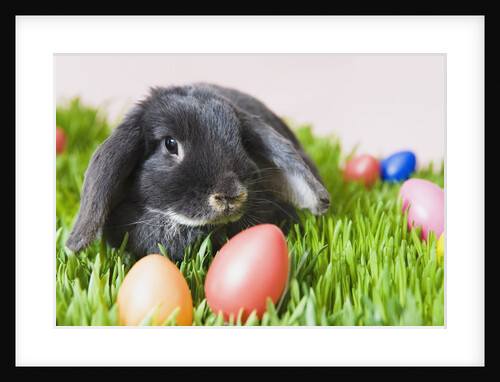 Lop-eared Easter bunny by Anonymous