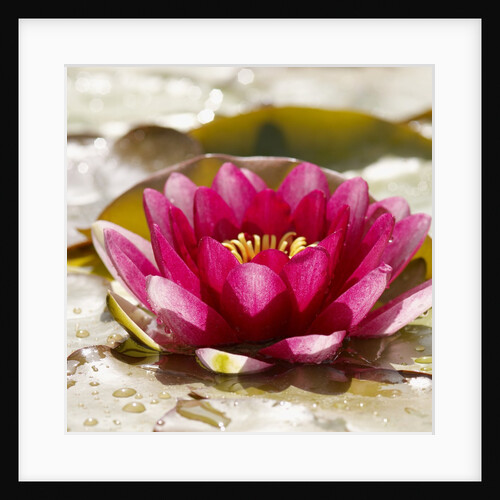 Water lily by Anonymous