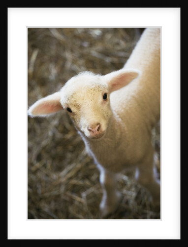 Baby lamb by Anonymous