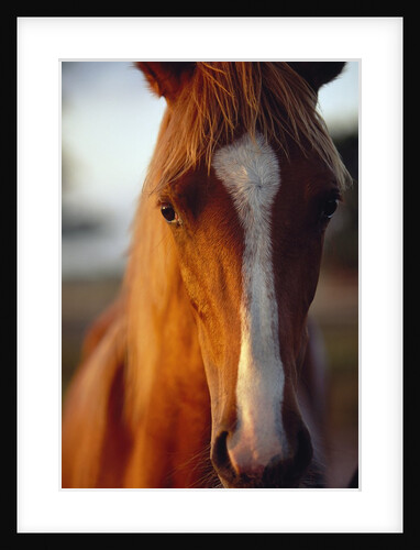 Horse by Anonymous