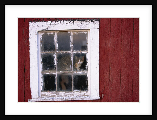 Cat sitting in a barn window by Anonymous