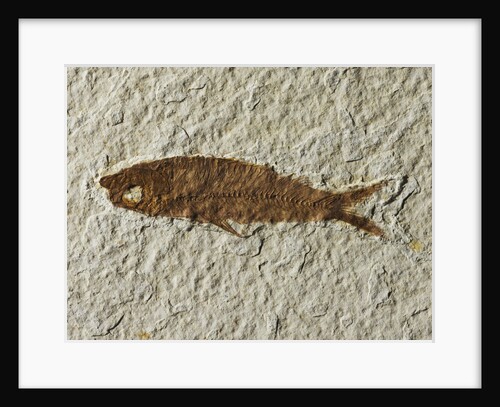 Fossil fish by Anonymous