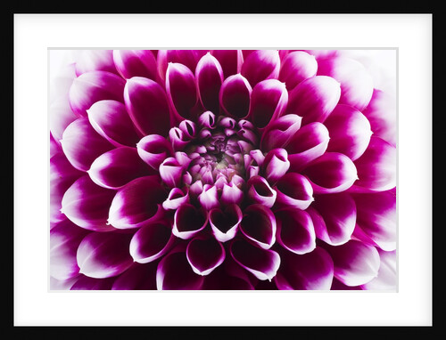 Purple Flower by Anonymous