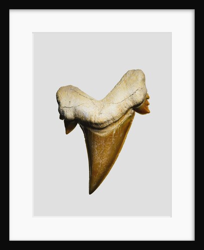 Fossil mackerel shark tooth by Anonymous