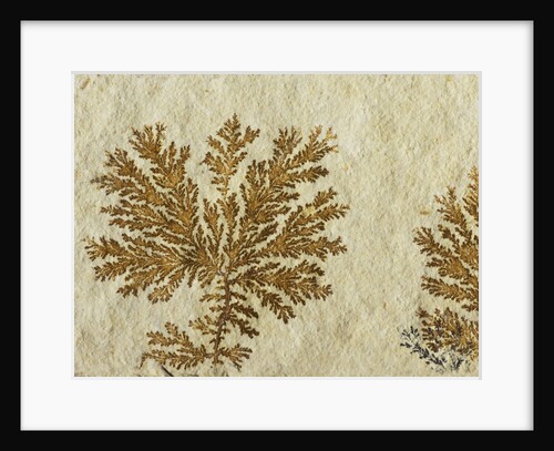 Fossil plant by Anonymous