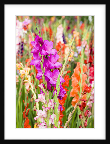 Gladioli Growing in a Garden in Germany by Anonymous