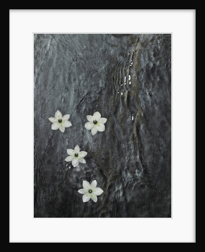 Four flowers floating on water by Anonymous