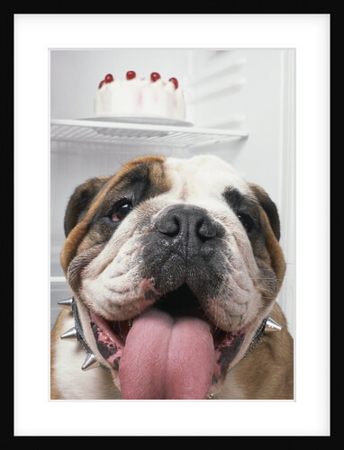 Bulldog in front of refrigerator by Anonymous
