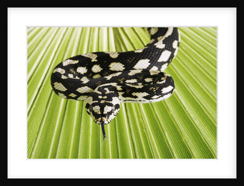 Jungle Carpet Python by Anonymous
