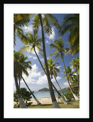 Palm Trees, Lambert Beach, Tortola, British Virgin Islands by Anonymous