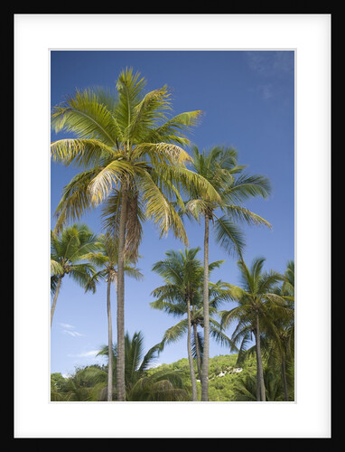 Palm Trees, Lambert Beach, Tortola, British Virgin Islands by Anonymous