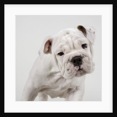 English Bulldog Puppy by Anonymous