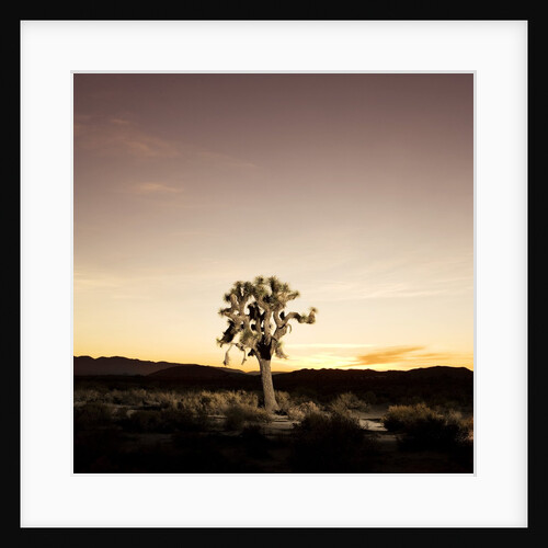Joshua Tree in Desert by Anonymous