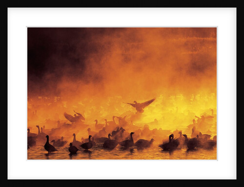 Geese in Sunrise Mist by Anonymous
