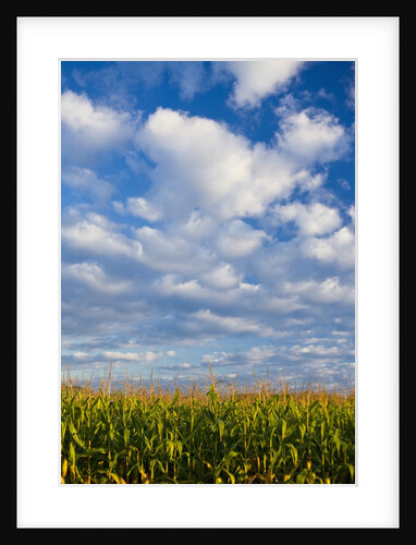 Corn Plants and Sky by Anonymous