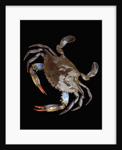 Blue Crab by Anonymous