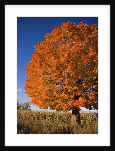 Maple Tree Beside Cornfield by Anonymous